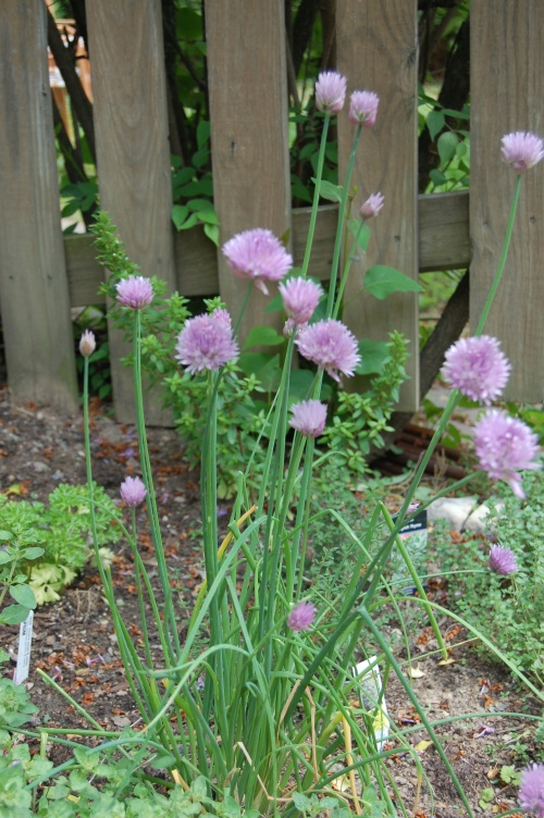 Just wanted to show you more of what is growing in my garden at the monent: lovely chives